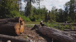 Best Firewood Processing and Delivery  in Green Knoll, NJ