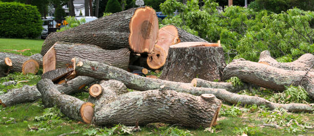 How Our Tree Care Process Works  in  Green Knoll, NJ